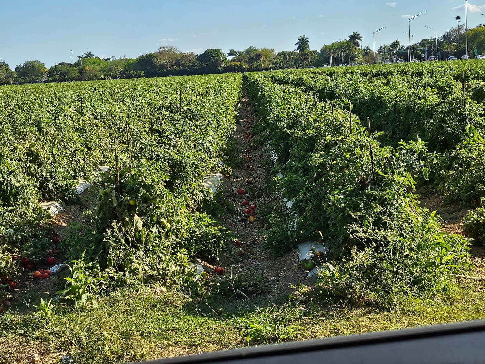 The Mweka Agri-Project: Commercial Farming for Food Security