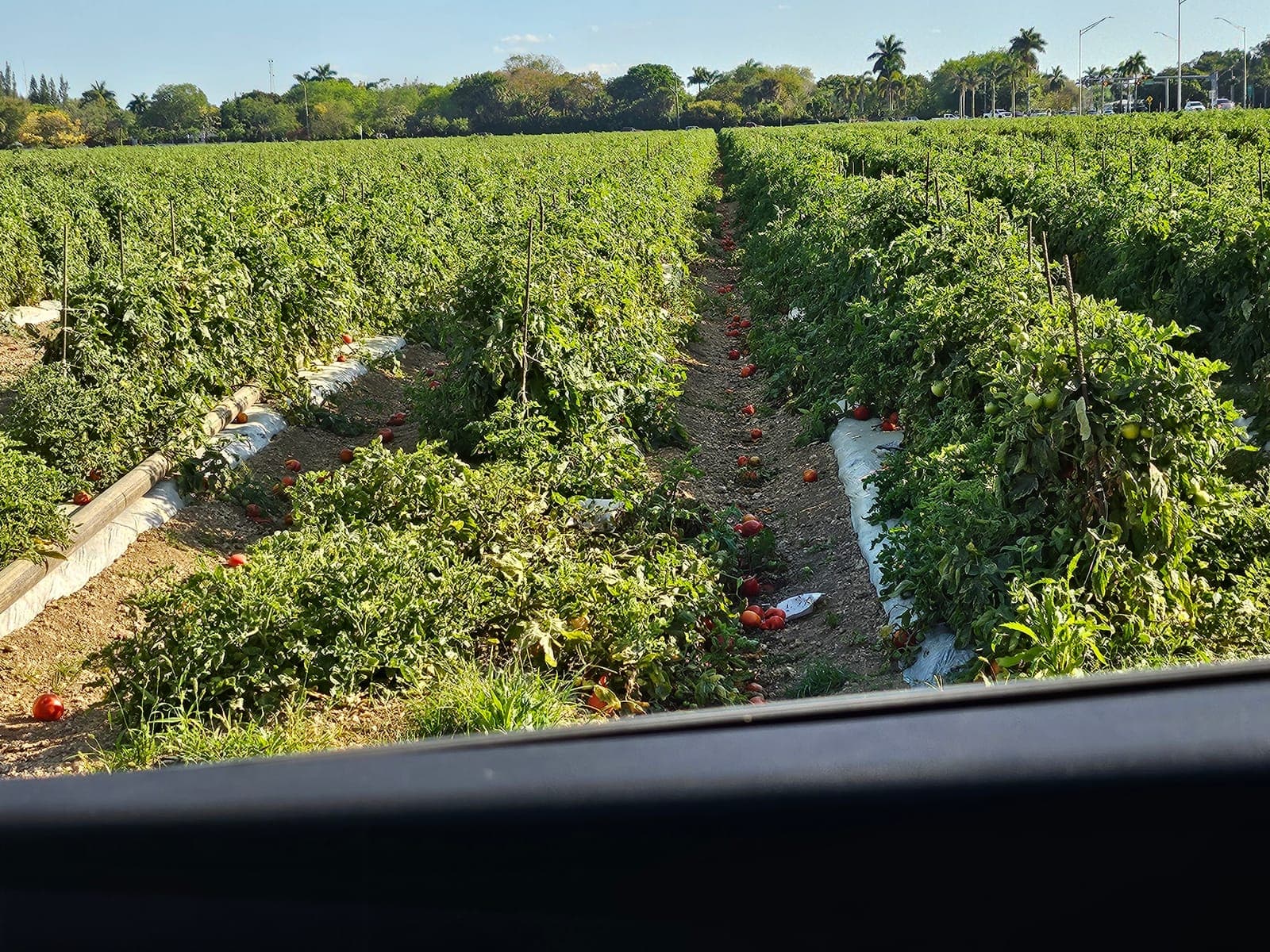Mweka Agri-Project site