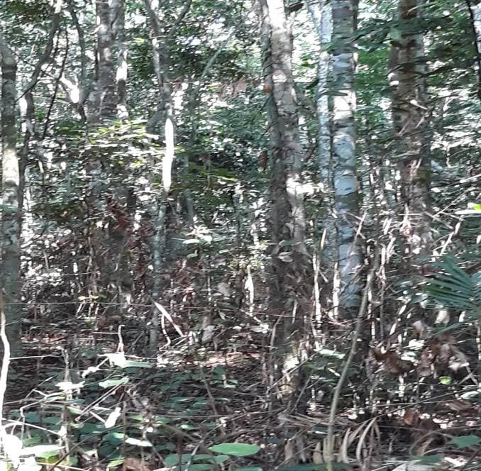 Prediga Group